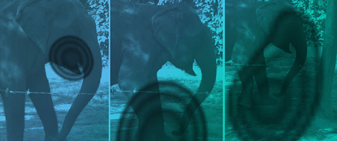 Can Sound Alone Act As a Virtual Barrier for Horses?