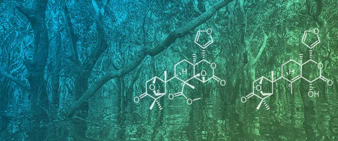 Unusual Secondary Metabolites from the Mangrove Ecosystems: Structures, Bioactivities, Chemical, and Bio-Syntheses