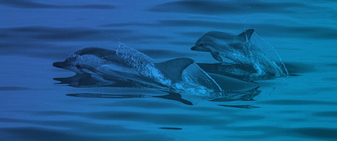 Pathological Studies and Postmortem Computed Tomography of Dolphins with Meningoencephalomyelitis and Osteoarthritis Caused by <em>Brucella ceti</em>