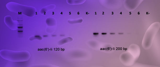 Design of Species-Specific PCR Primers That Target the <em>aac(6&prime;)-Ii</em> Gene for the Rapid Detection of <em>Enterococcus faecium</em>