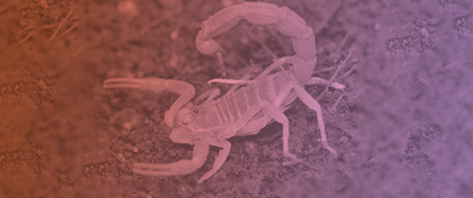 French Scorpionism (Mainland and Oversea Territories): Narrative Review of Scorpion Species, Scorpion Venom, and Envenoming Management