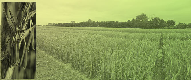 Improving Yield and Yield Stability in Winter Rye by Hybrid Breeding