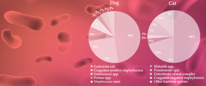 Prevalence and Antimicrobial Resistance of Bacterial Uropathogens Isolated from Dogs and Cats