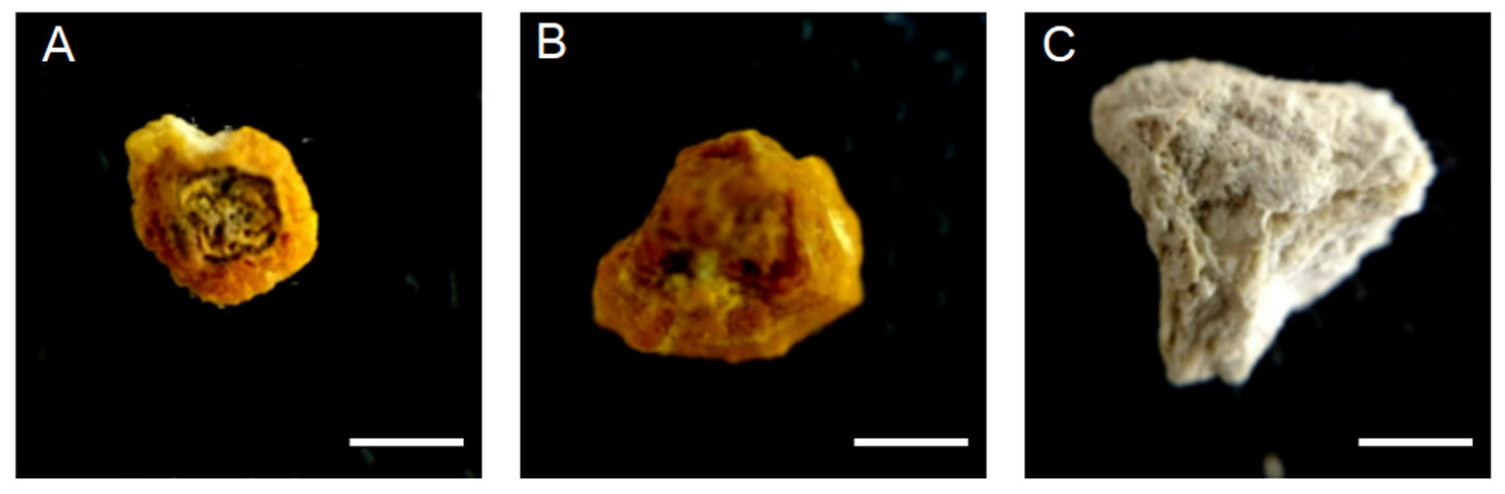 Tomography 07 00051 g001