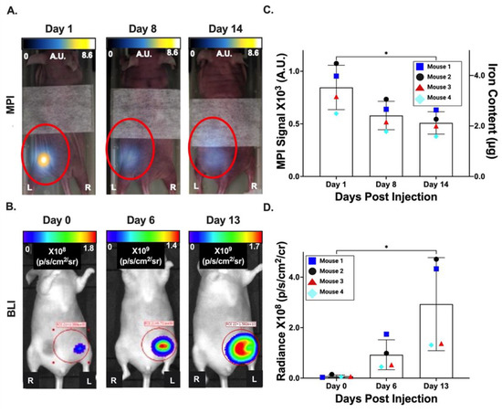 Dual Magnetic Particle Imaging and Akaluc Bioluminescence Imaging for ...