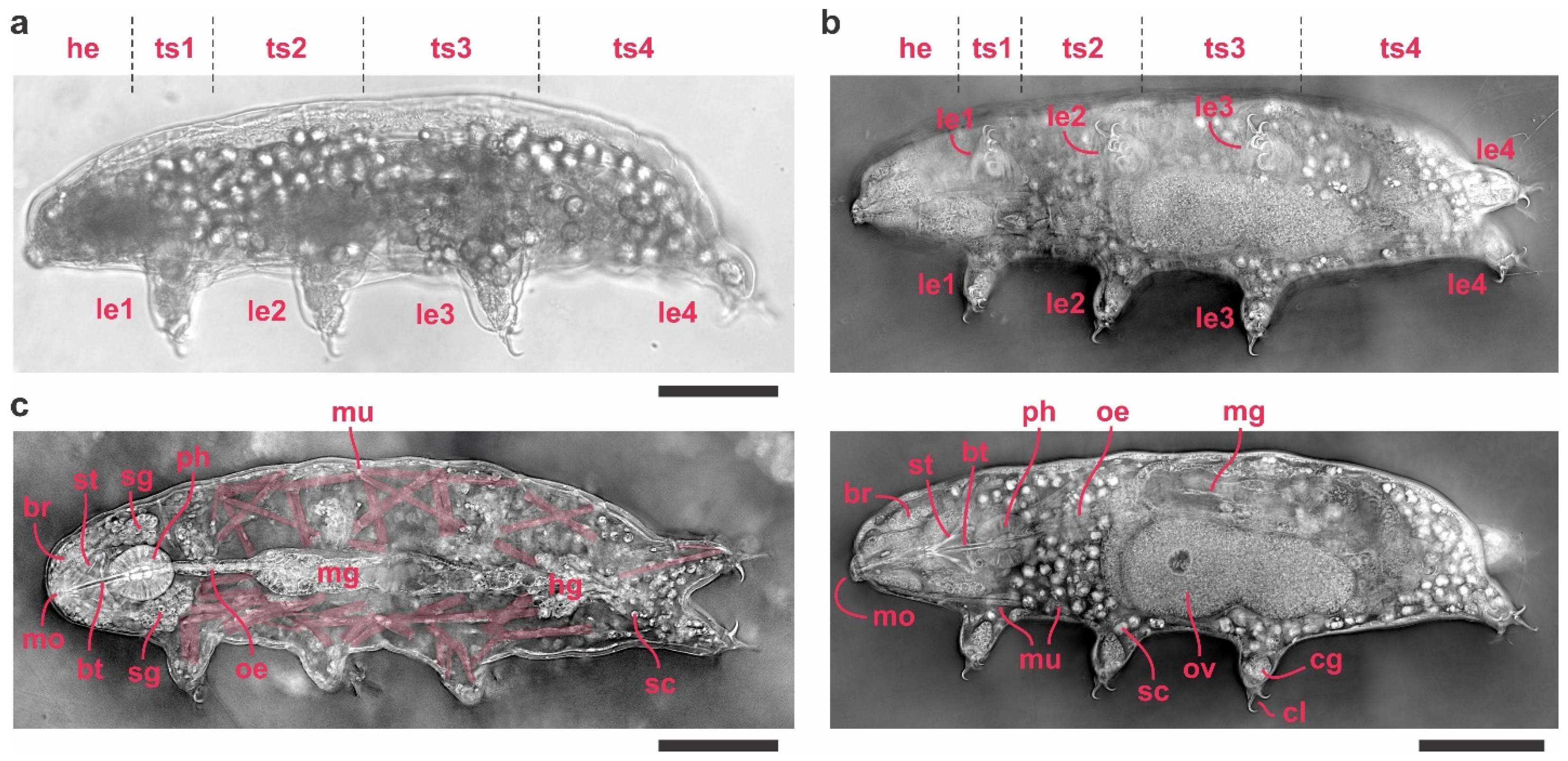 Tomography 11 00034 g003