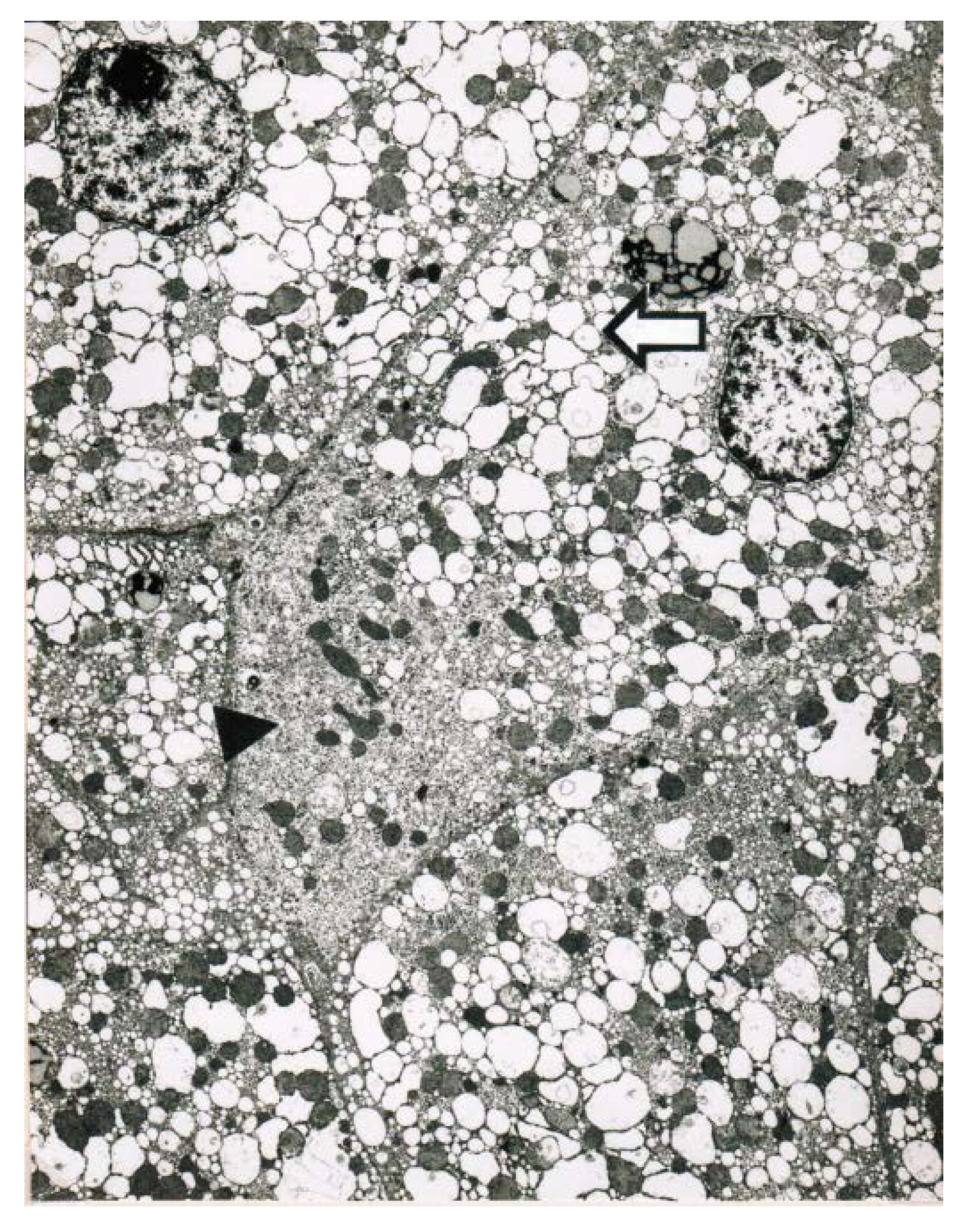 Toxics 06 00025 g007