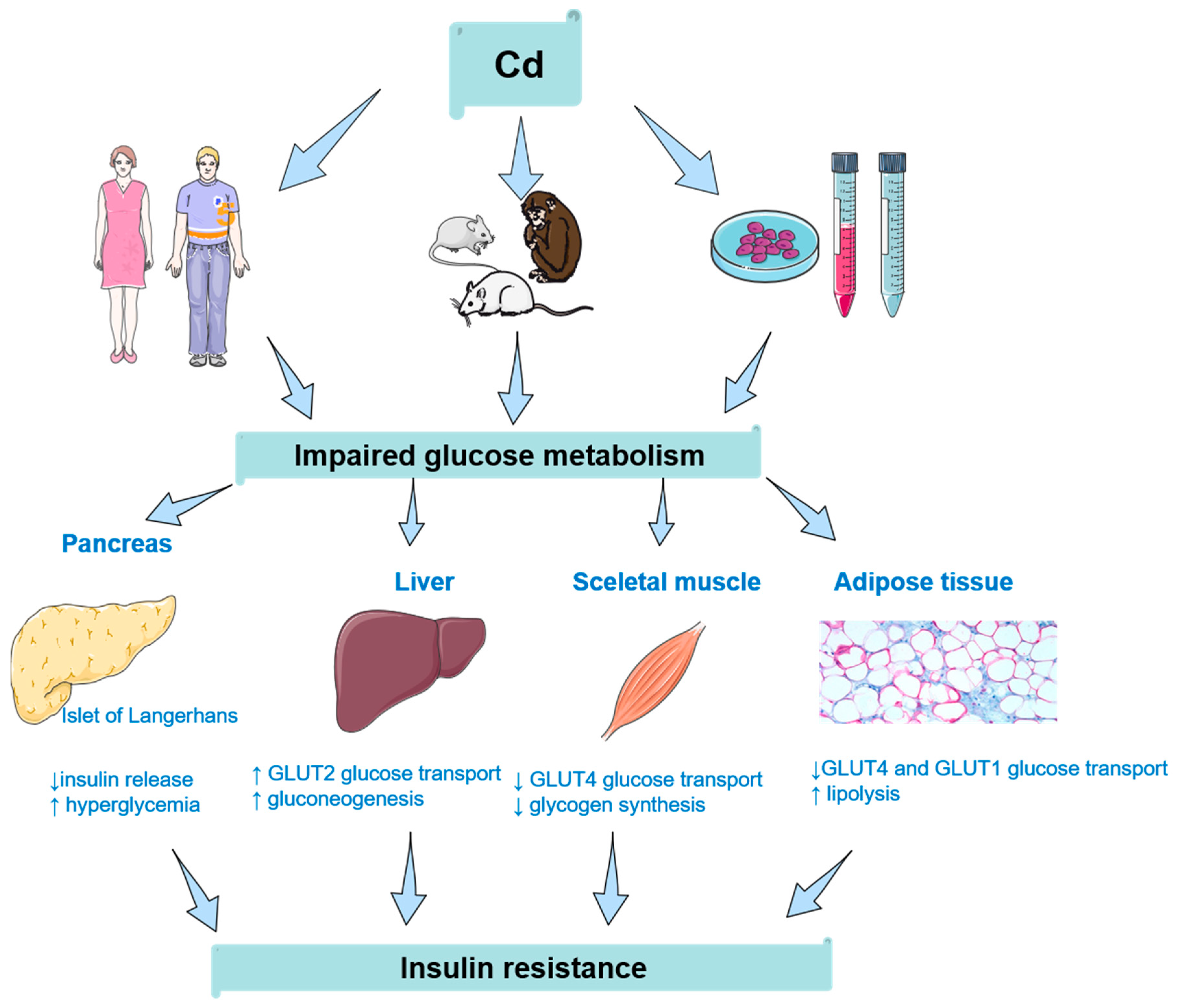Toxics Free Full Text Emerging Links Between Cadmium Exposure And Insulin Resistance Human Animal And Cell Study Data Toxics Free Full Text Emerging Links Between Cadmium Exposure And Insulin Resistance Human Animal And Cell Study Data