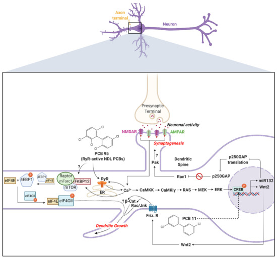 Assessment of Polychlorinated Biphenyls and Their Hydroxylated Metabolites  in Postmortem Human Brain Samples: Age and Brain Region Differences