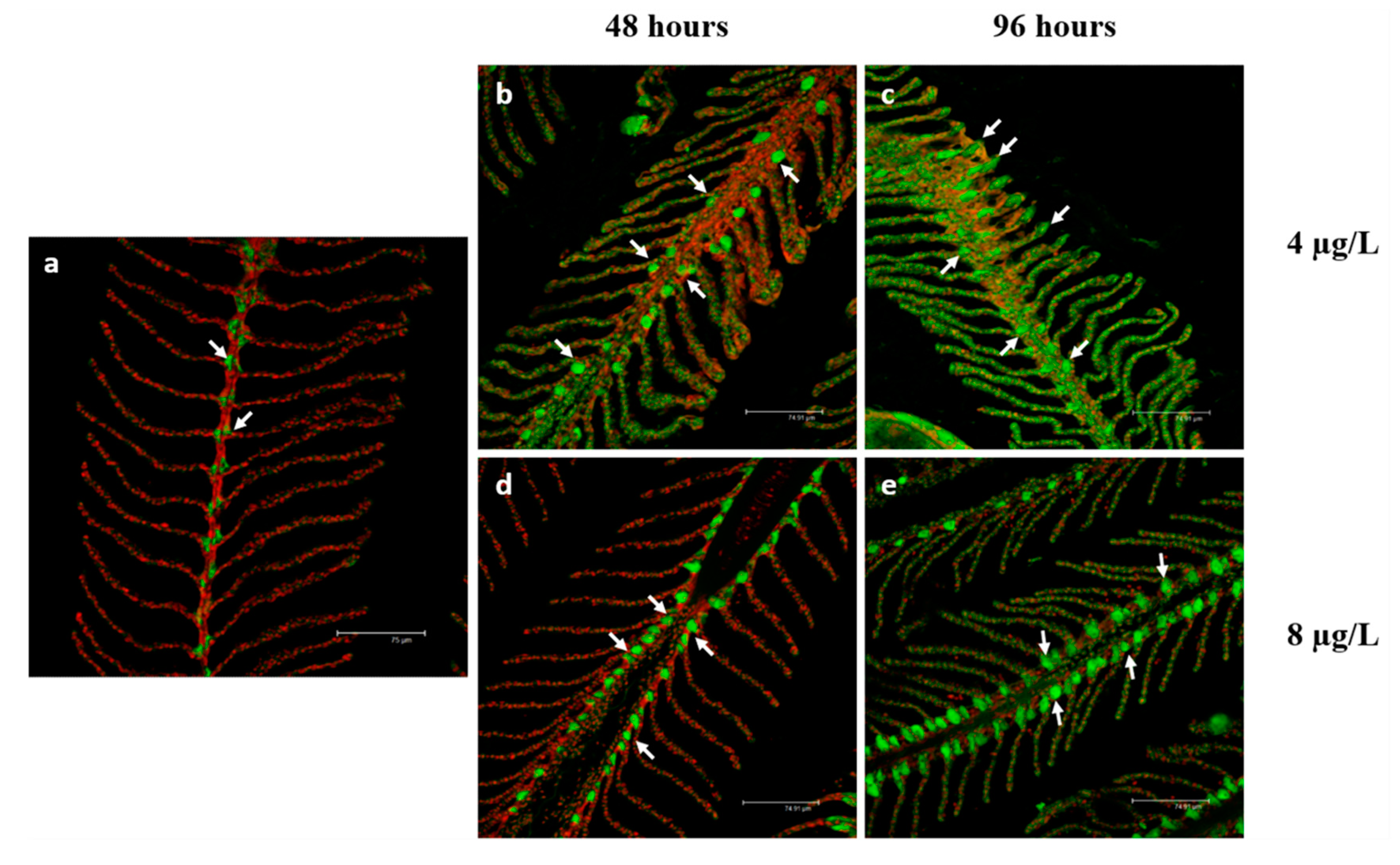 Toxics 08 00097 g005