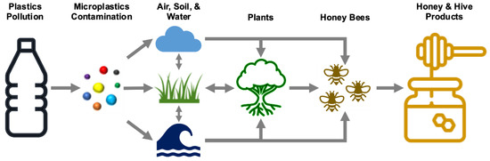 Are Honey Bees at Risk from Microplastics?