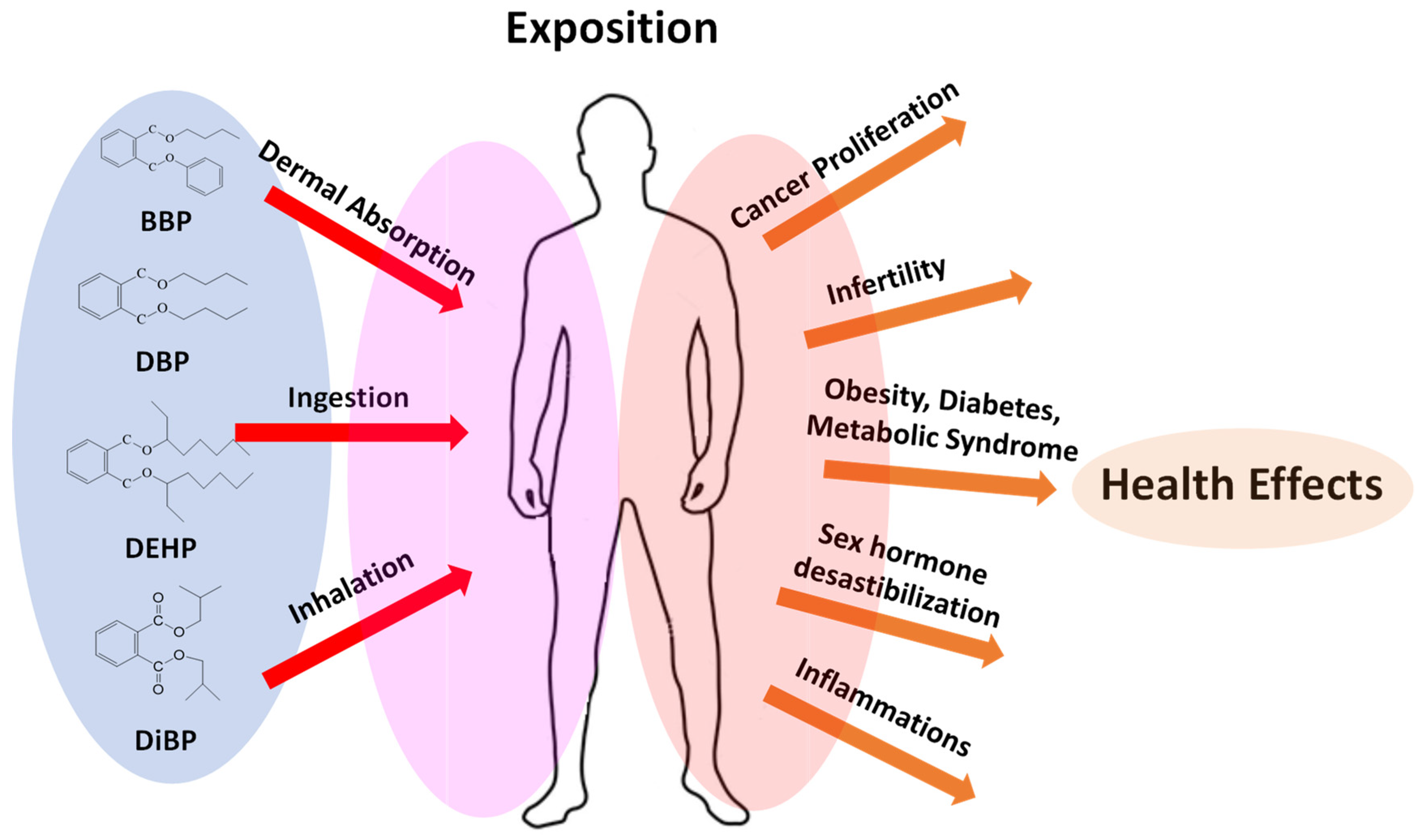 Toxics | Free Full-Text | Comprehensive Insight from Phthalates ...