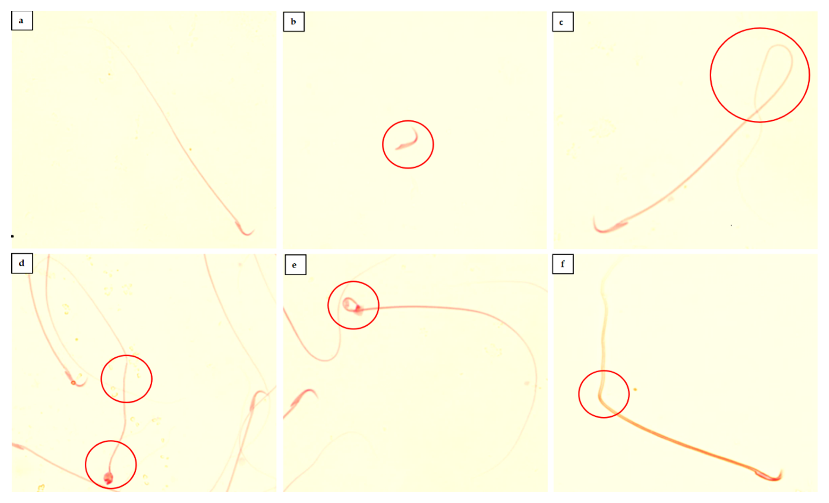 Toxics 09 00159 g001