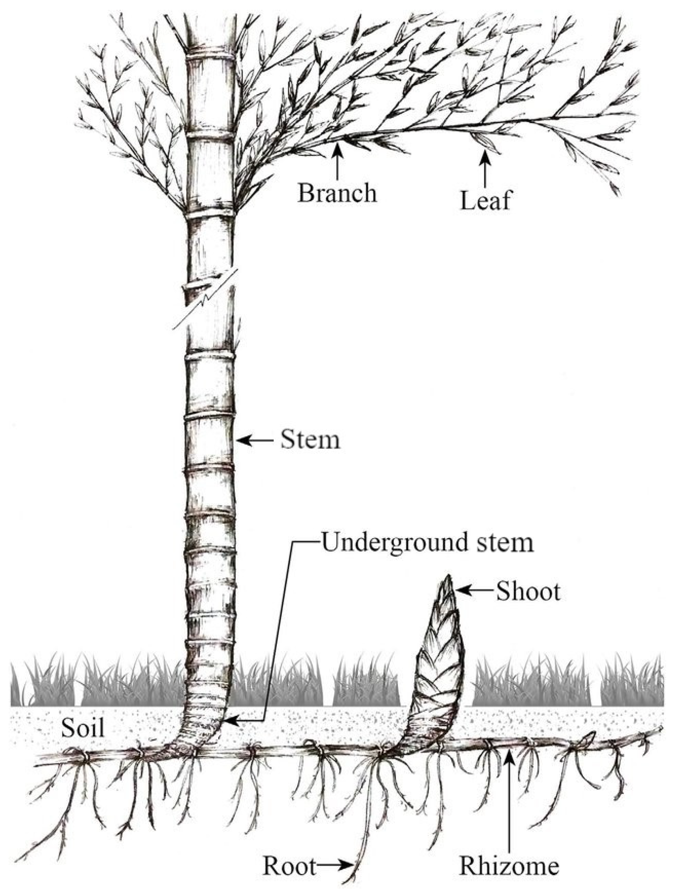 Toxics 09 00312 g001 550