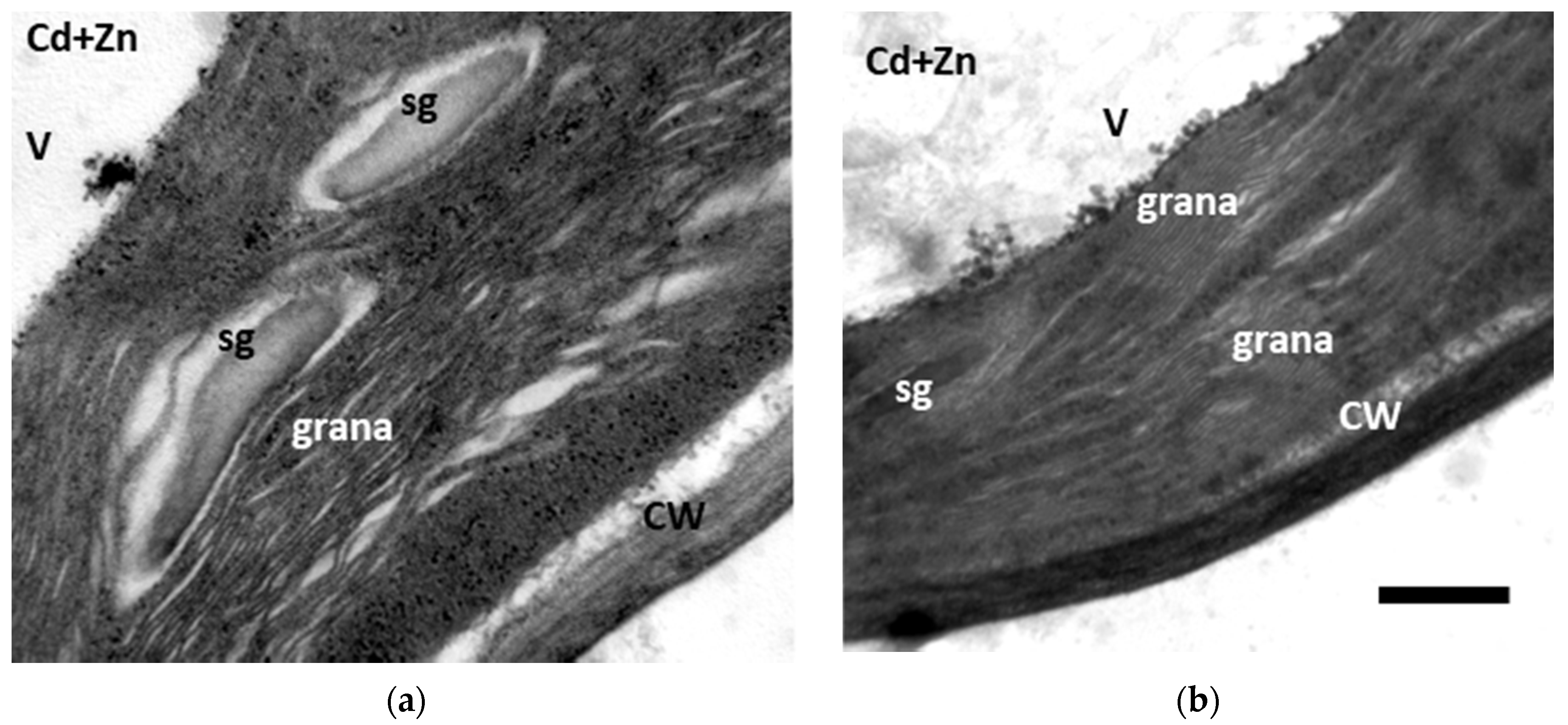 Toxics 10 00036 g007 550
