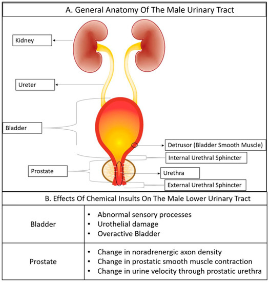Male Lower Urinary Tract Dysfunction: An Underrepresented Endpoint 