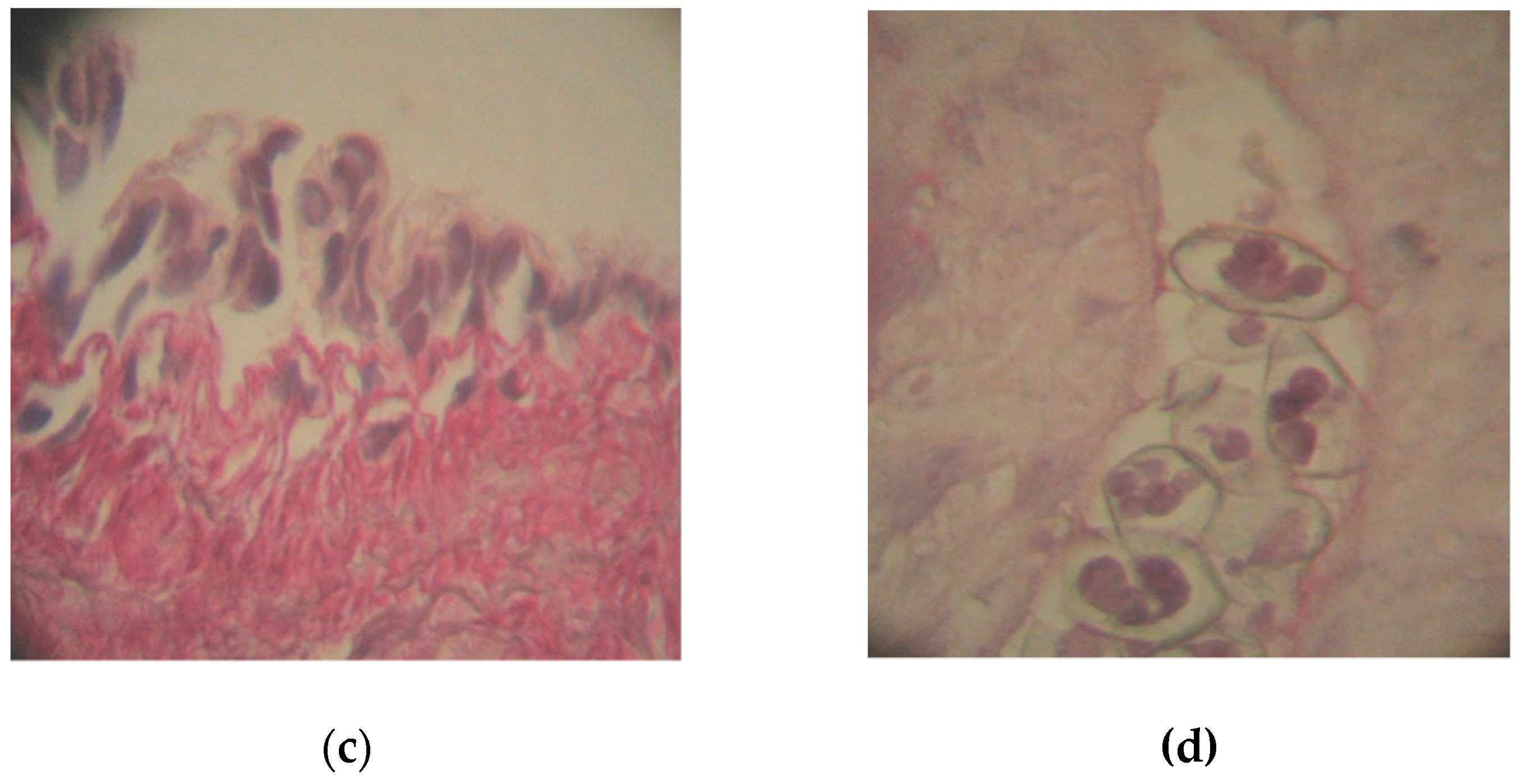 Toxics 10 00114 g005b 550