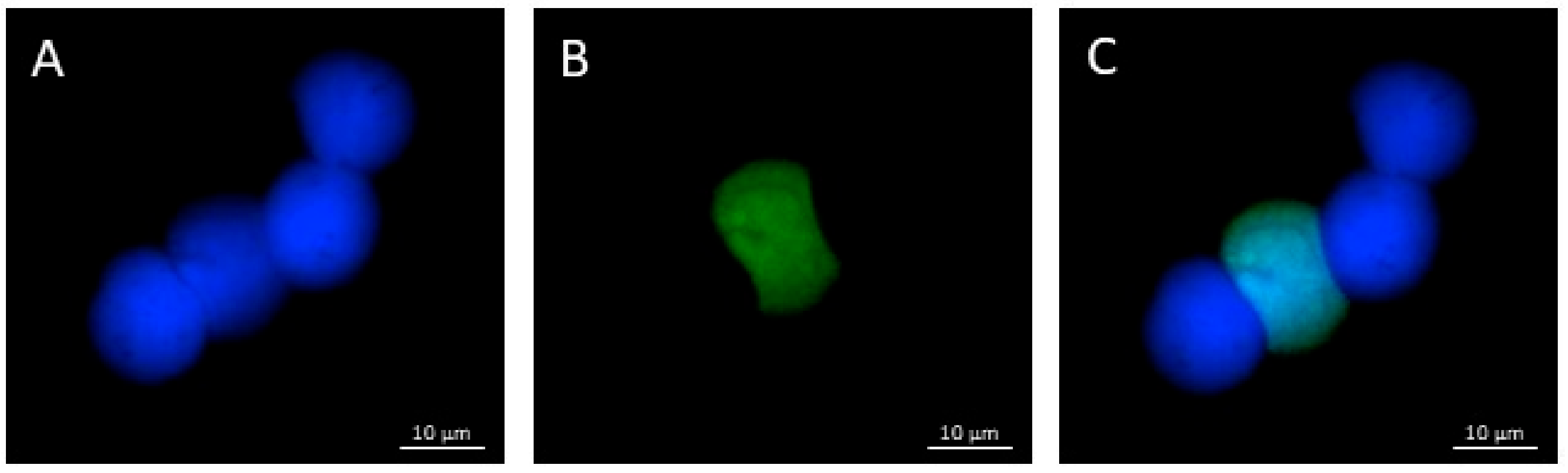 Toxics 10 00132 g004 550