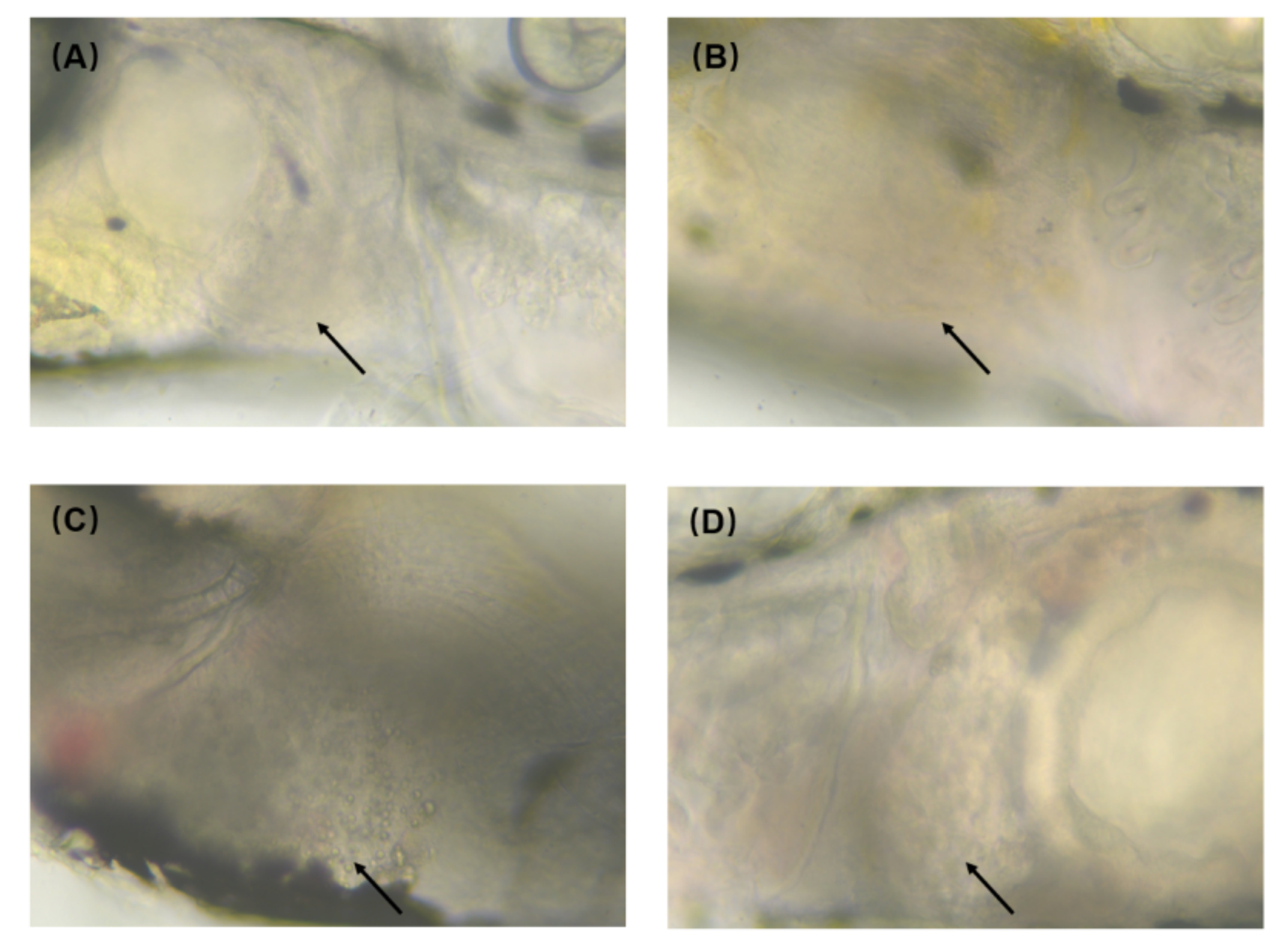 Toxics 10 00144 g007 550