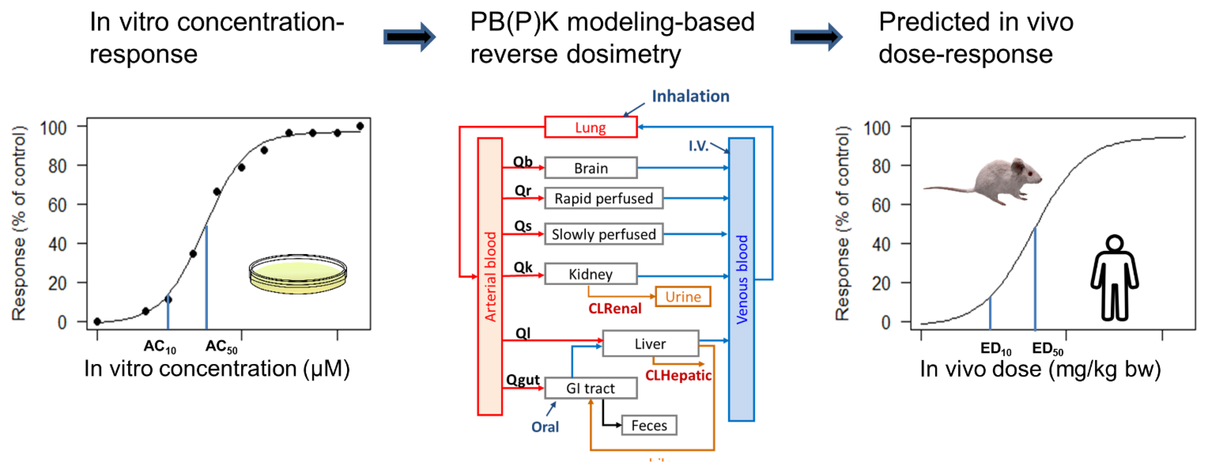 In Vitro Toxicological Investigation and Risk Assessment of E