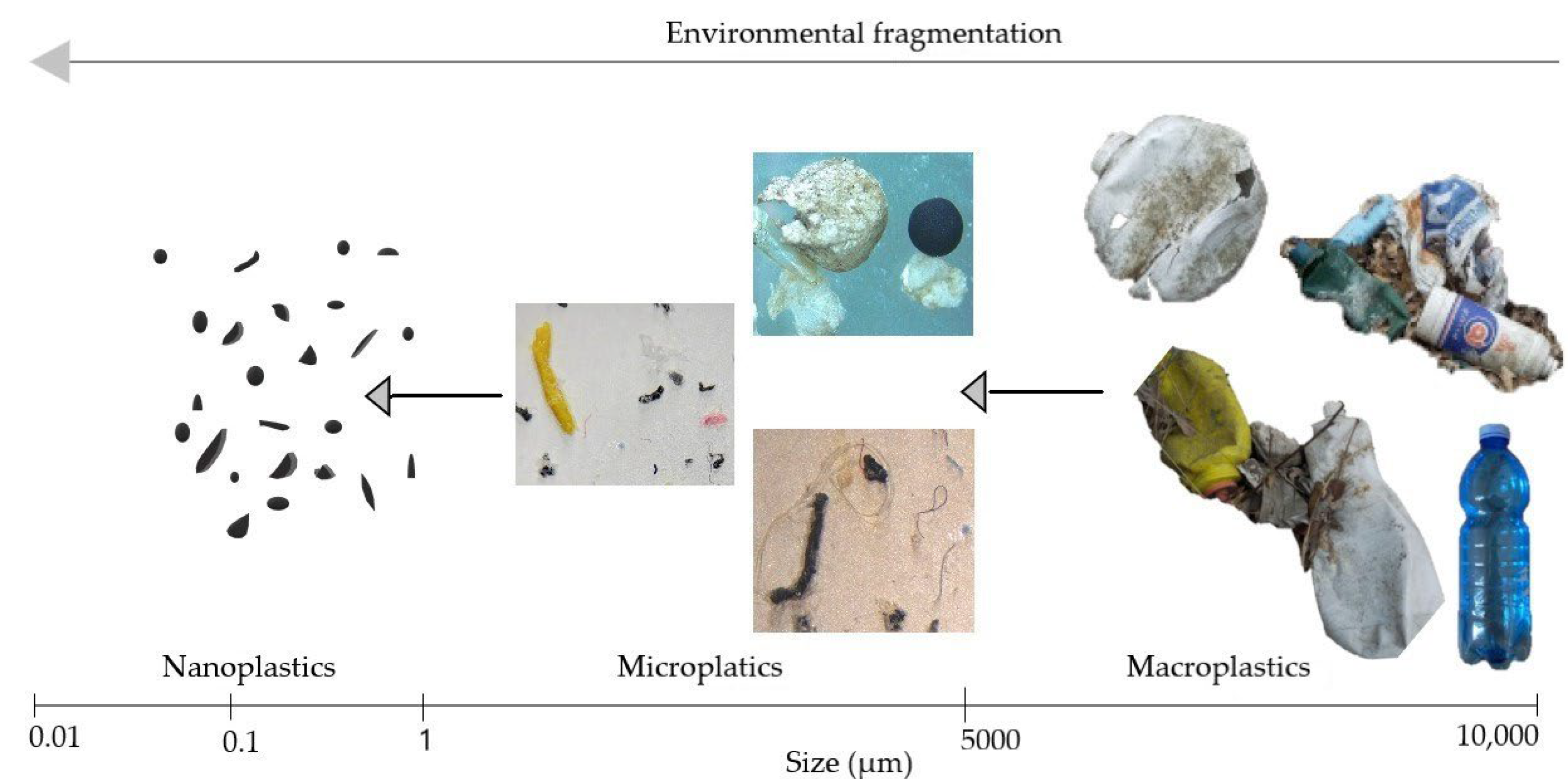 Toxics 10 00270 g002 550