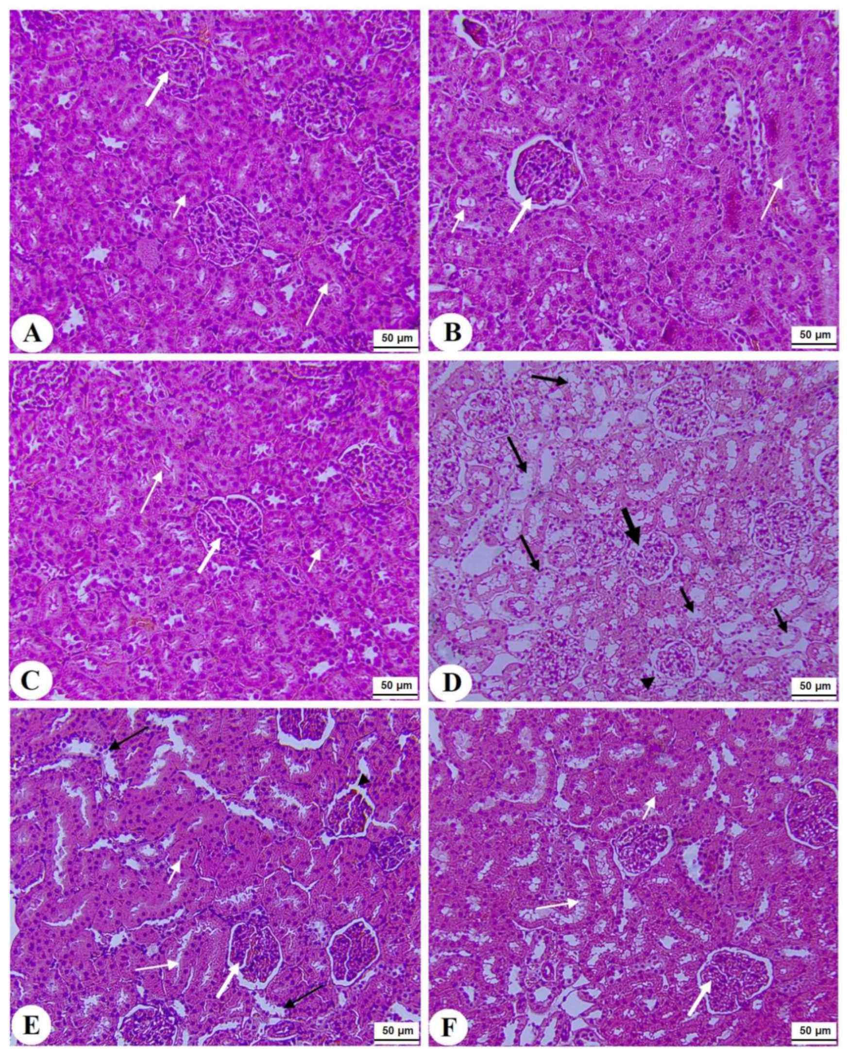 Toxics 10 00362 g007