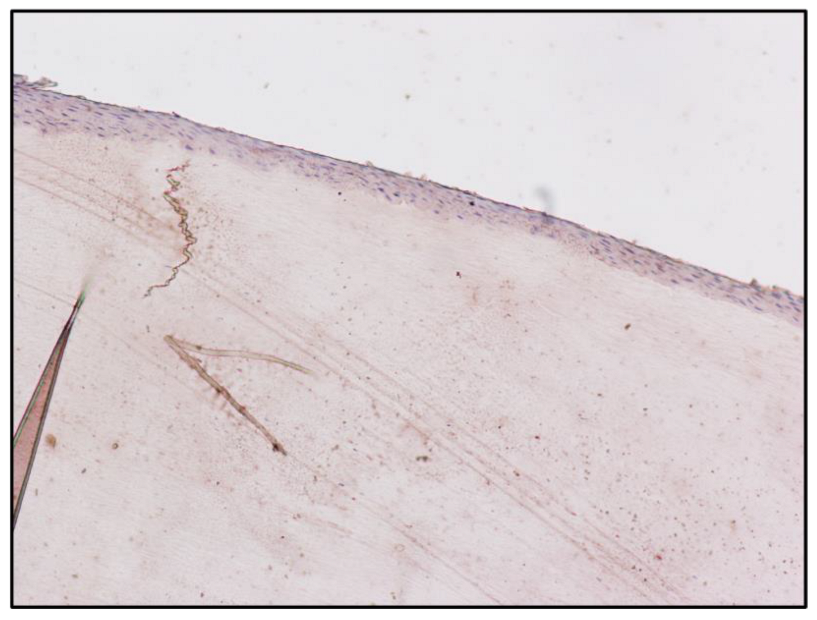 Toxics 10 00420 g005 550