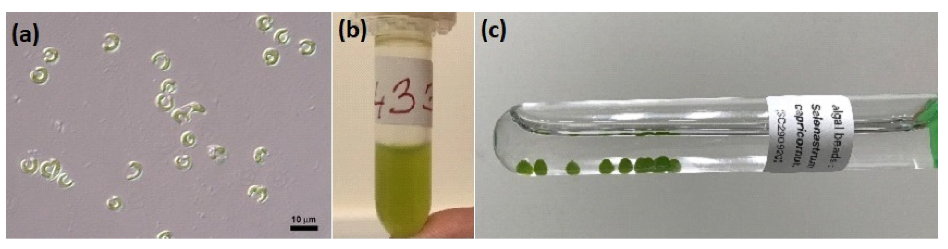 Toxics 10 00422 g001 550