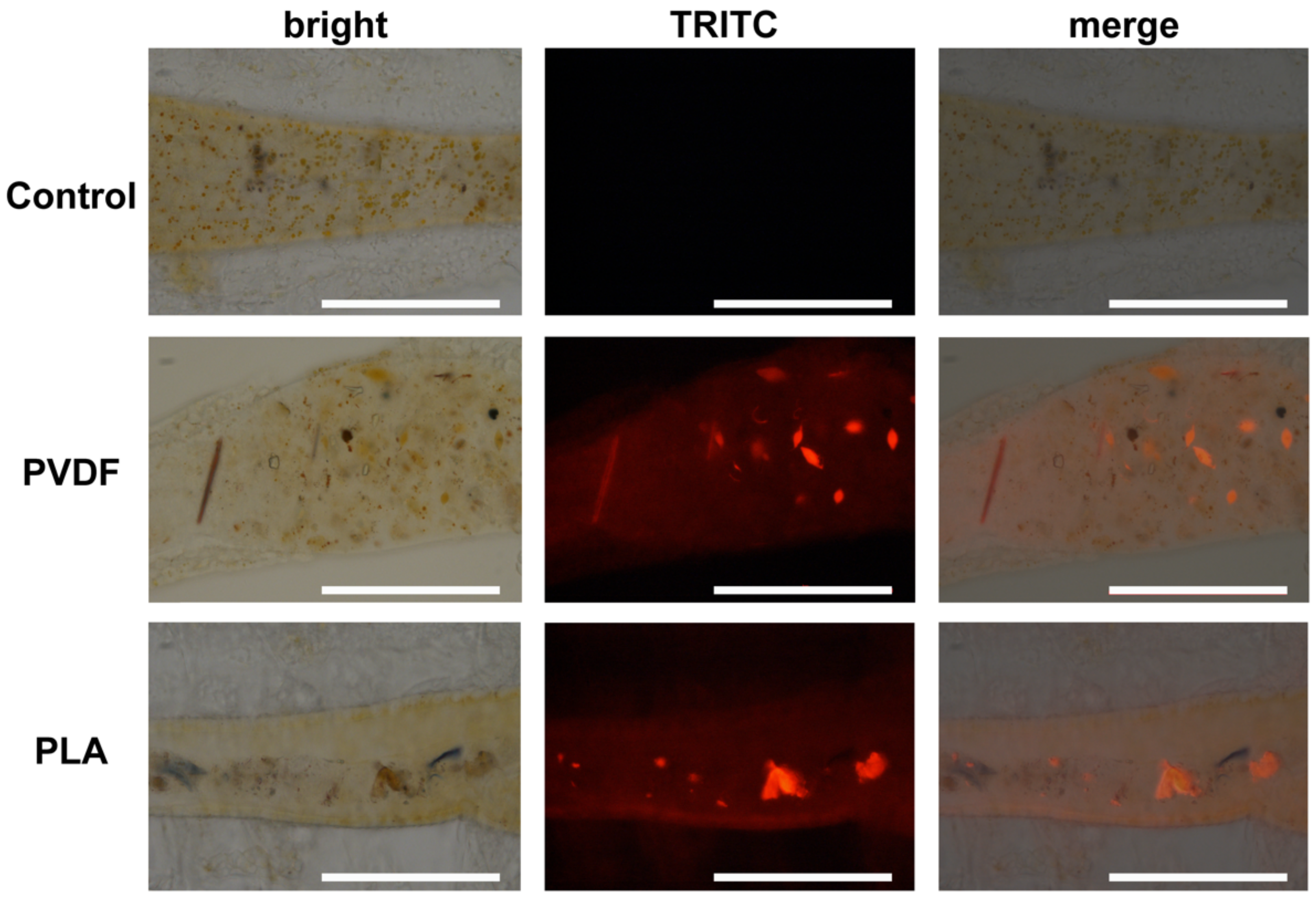 Toxics 10 00479 g004