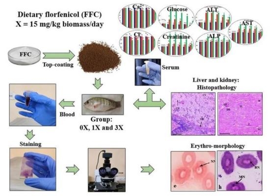 Toxics | Free Full-Text | Biological Responses of Nile tilapia Oreochromis niloticus as ...