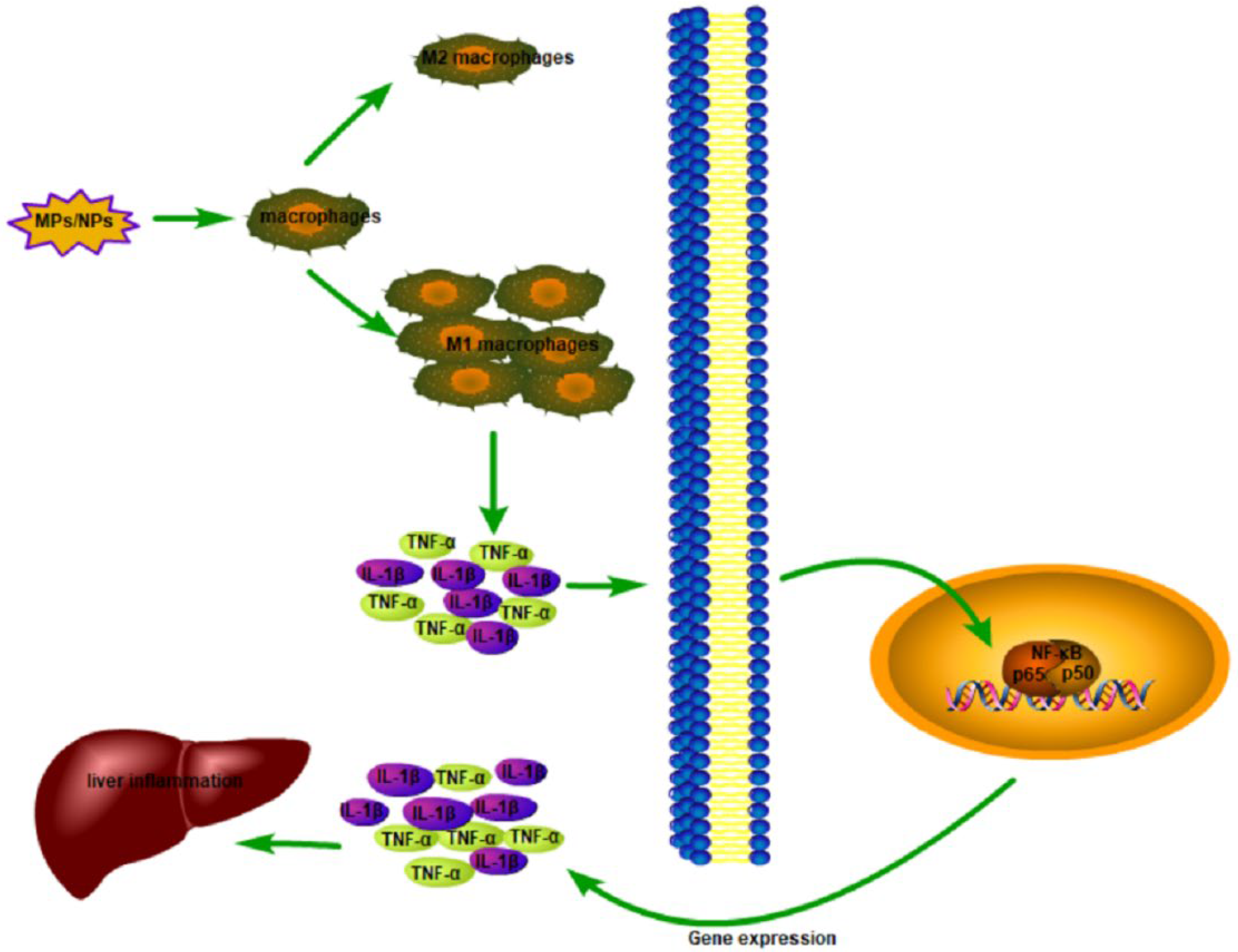 Toxics 10 00586 g003
