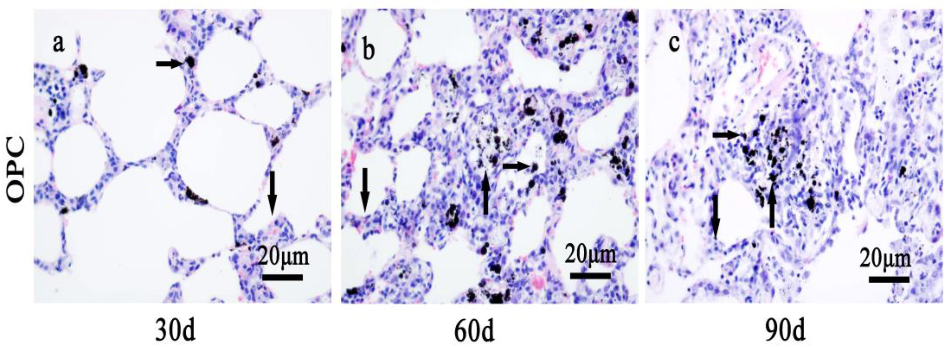 Toxics 10 00673 g004