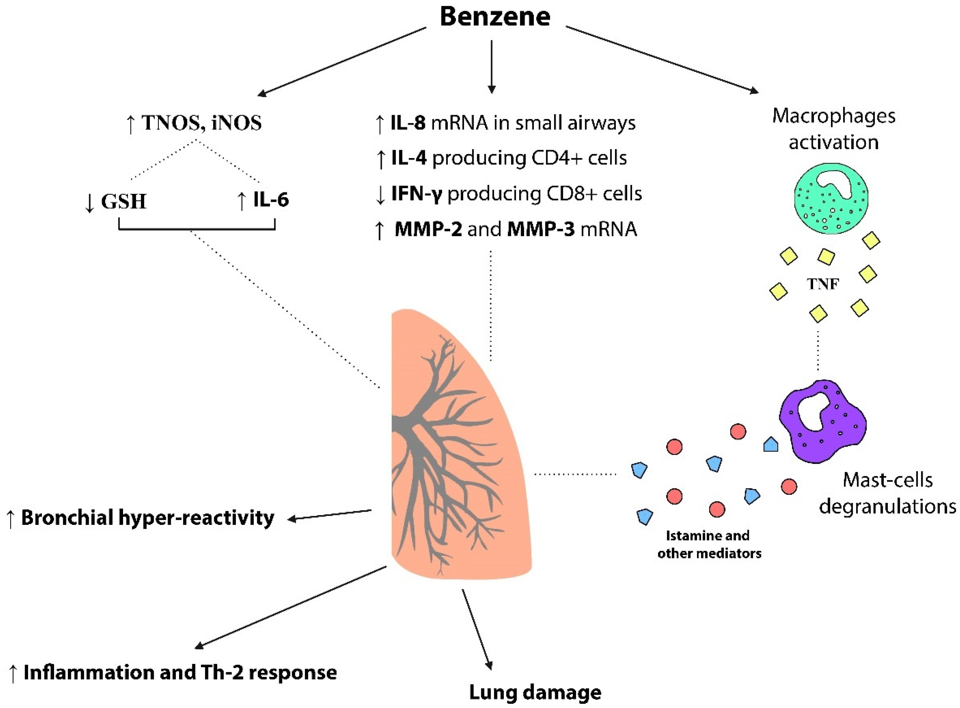 Toxics Free FullText Effects of Benzene Hematological and Hypersensitivity Manifestations