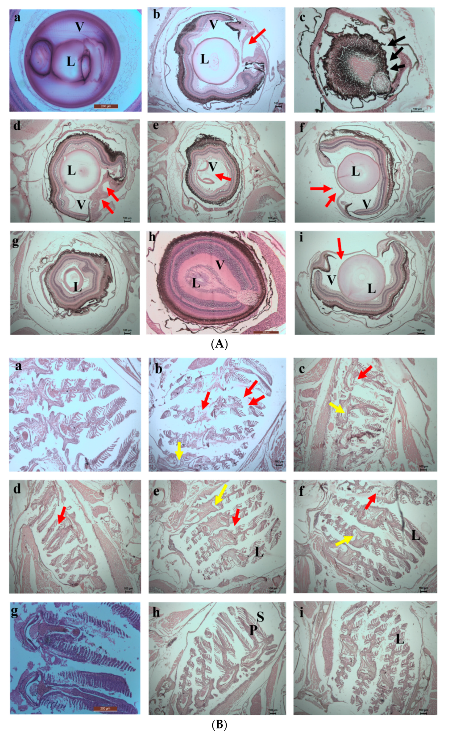 Toxics 10 00742 g013