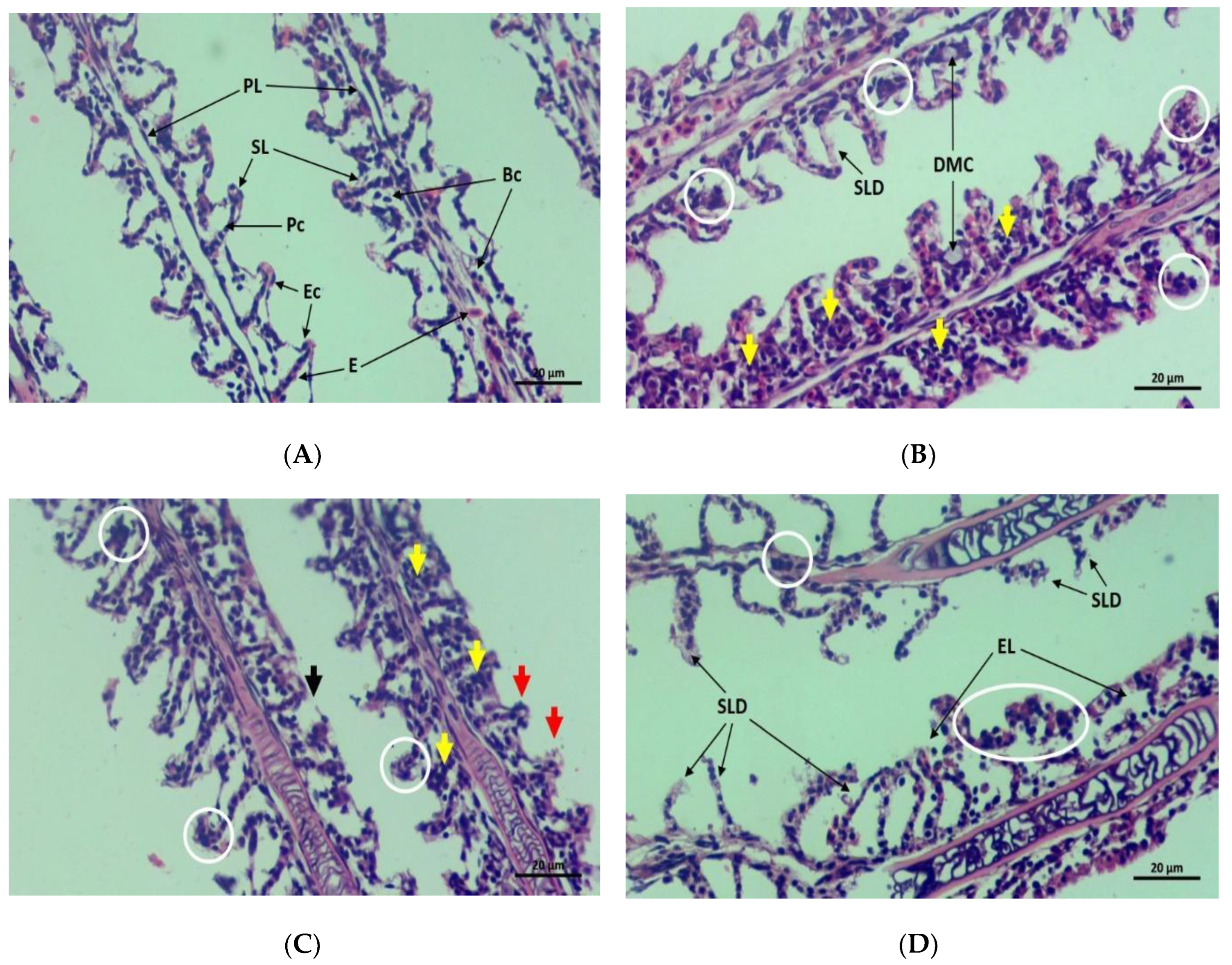 Toxics 10 00793 g006a