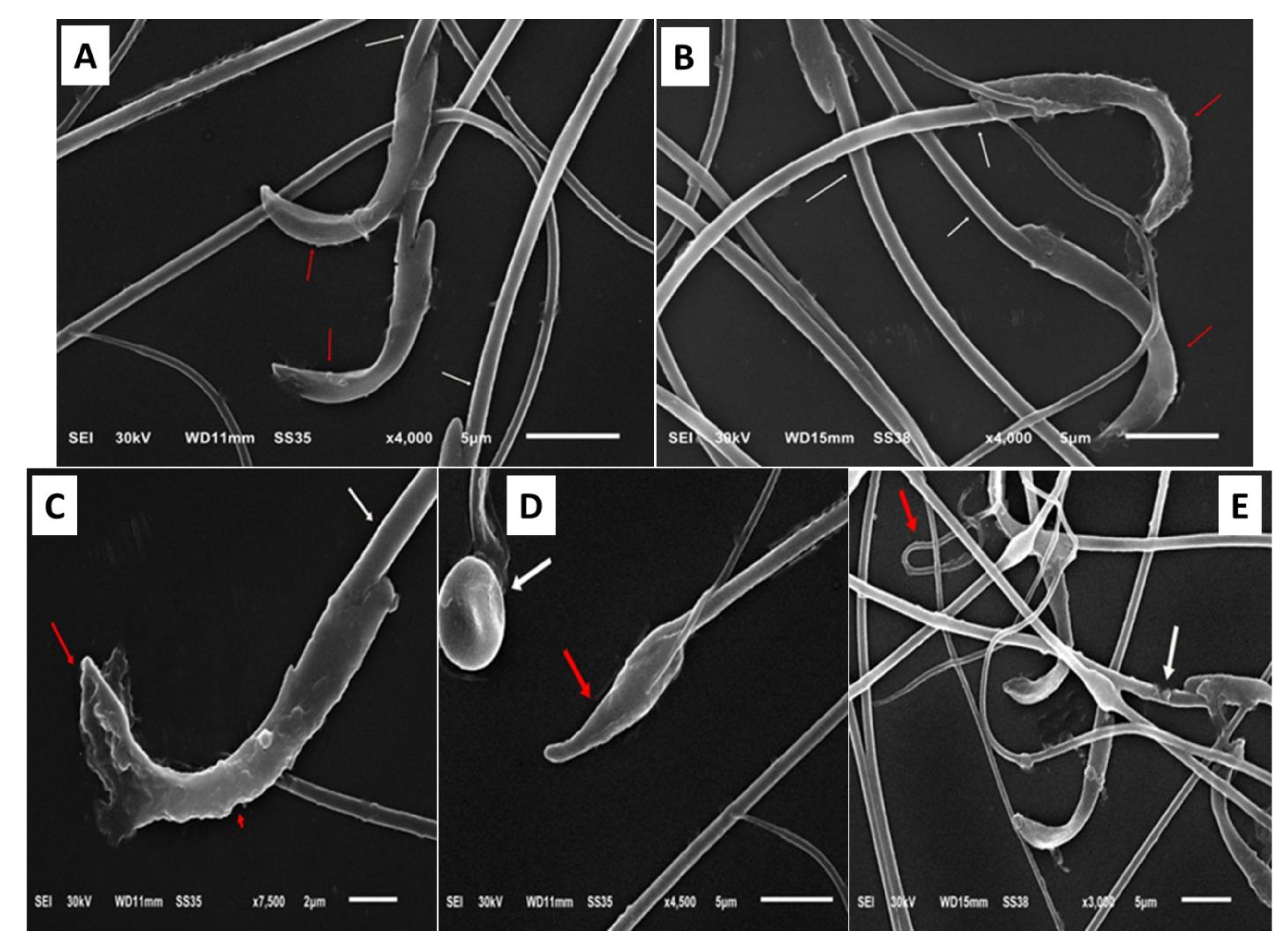 Toxics 11 00002 g002 Toxics 11 00002 g002