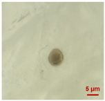 Toxics 11 00040 i003 Toxics 11 00040 i003