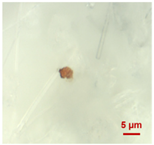 Toxics 11 00040 i009 Toxics 11 00040 i009