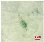 Toxics 11 00040 i011 Toxics 11 00040 i011