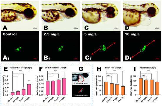 Methyl Parathion Exposure Induces Development Toxicity and