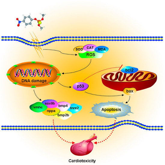 Methyl Parathion Exposure Induces Development Toxicity and