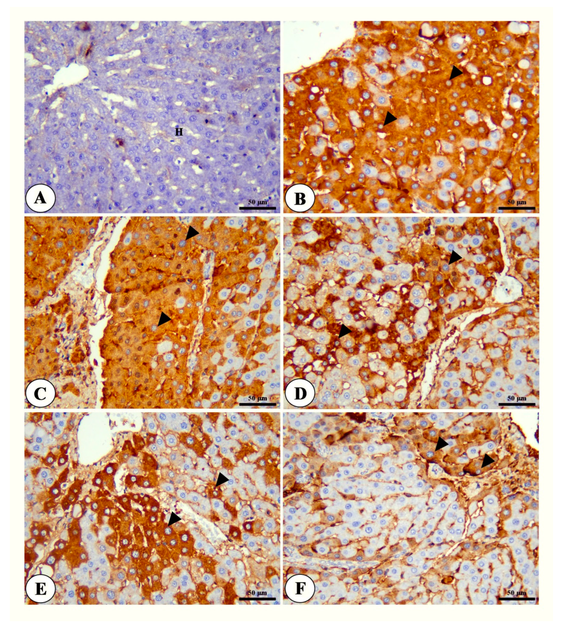 Toxics 11 00107 g005