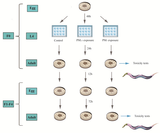 Chemical Composition and Transgenerational Effects on
