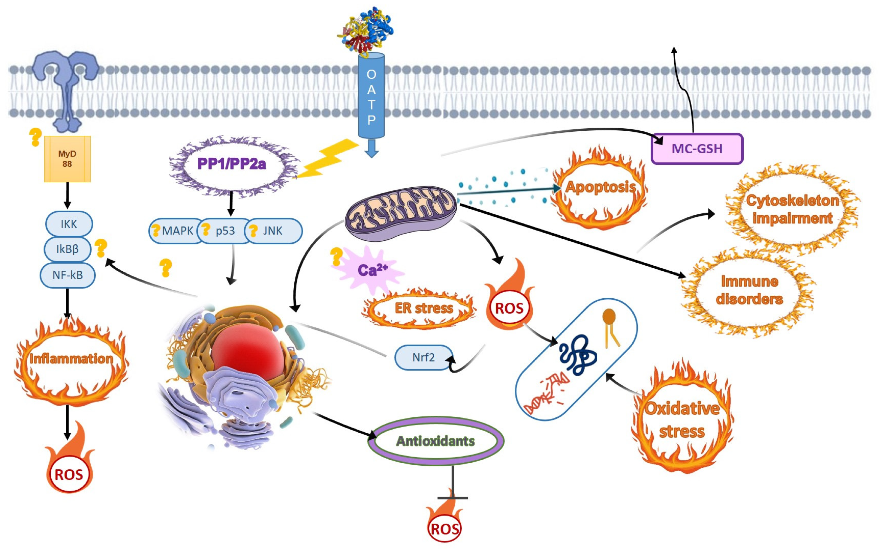 Toxics | Free Full-Text | A Review of Common Cyanotoxins and Their Effects  on Fish