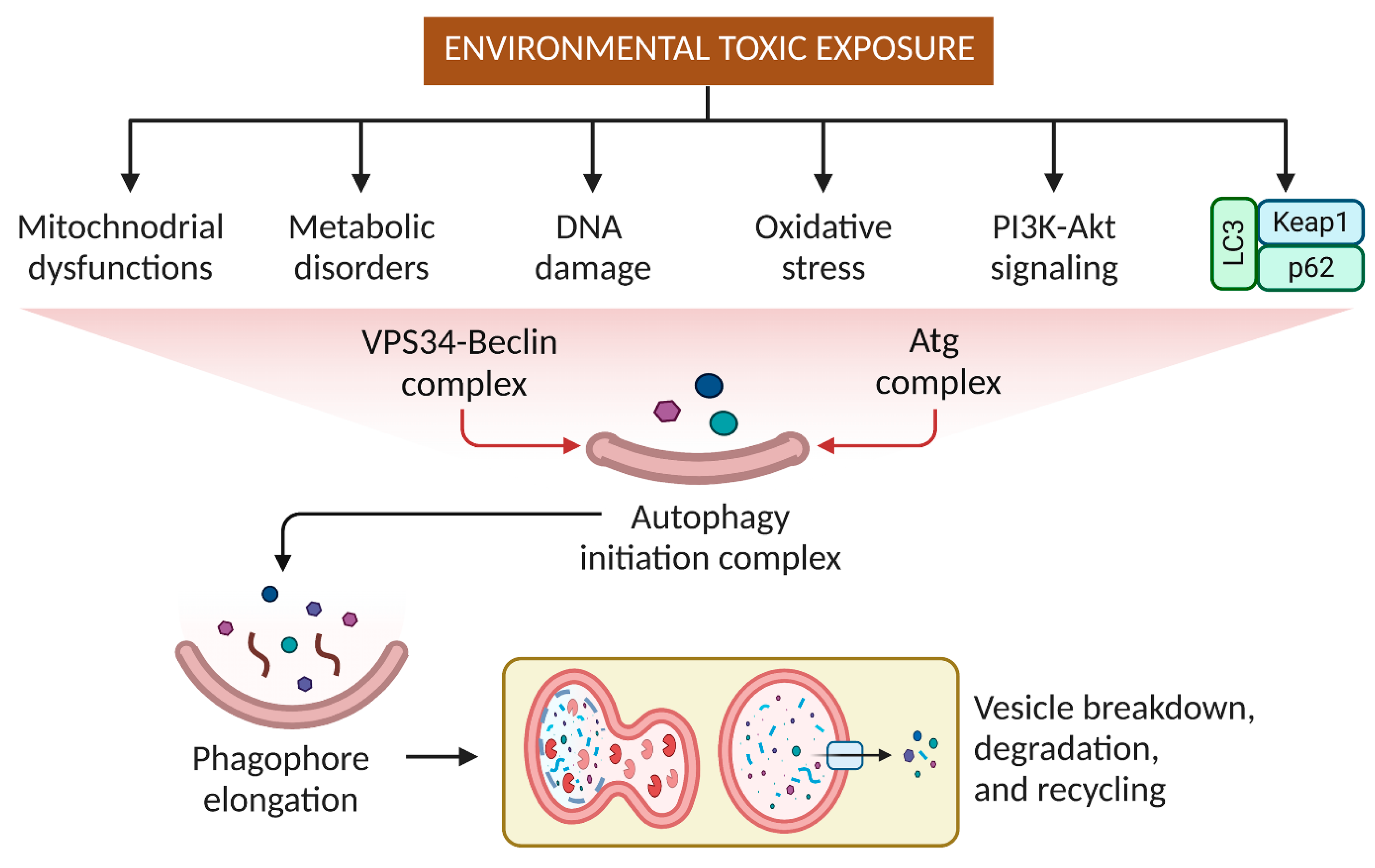 Toxics 11 00135 g004