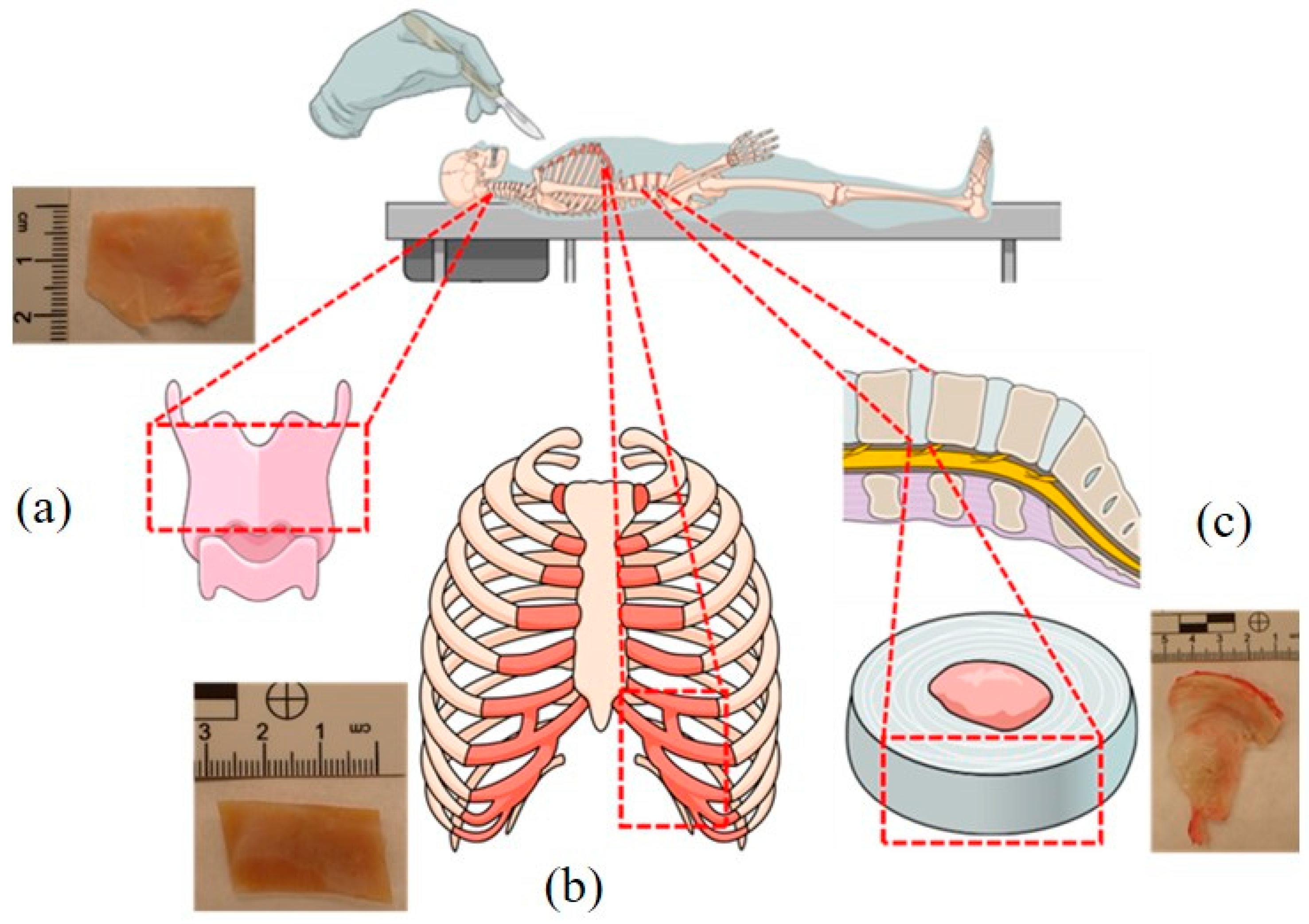 Toxics 11 00152 g001 550