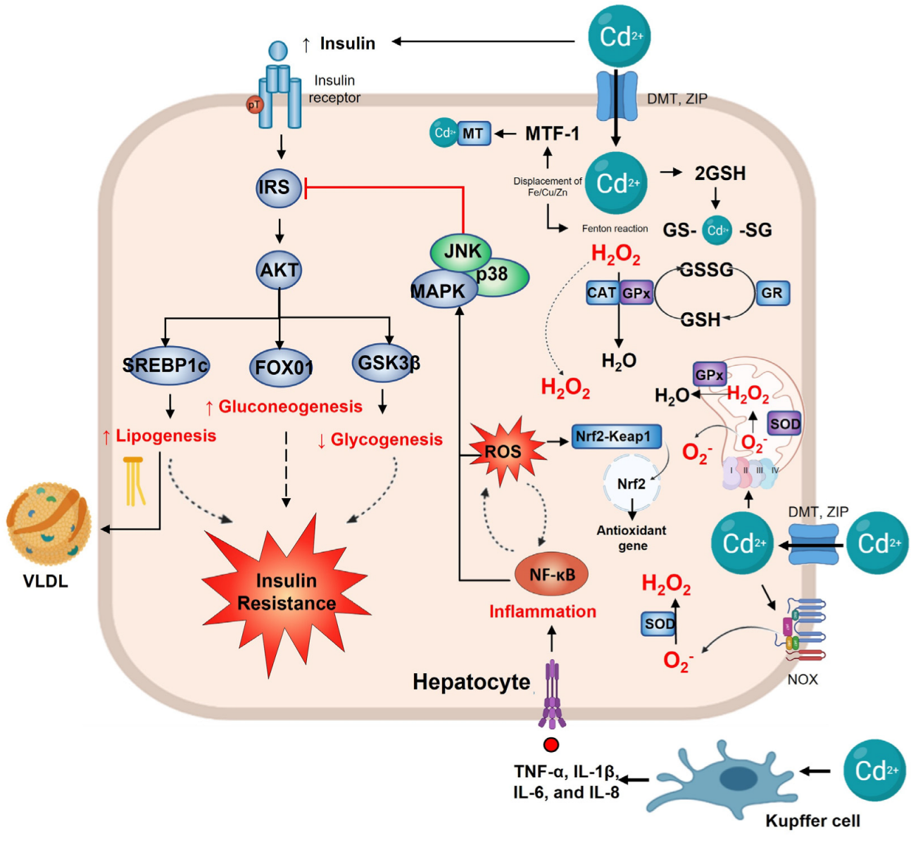 Toxics 11 00223 g003