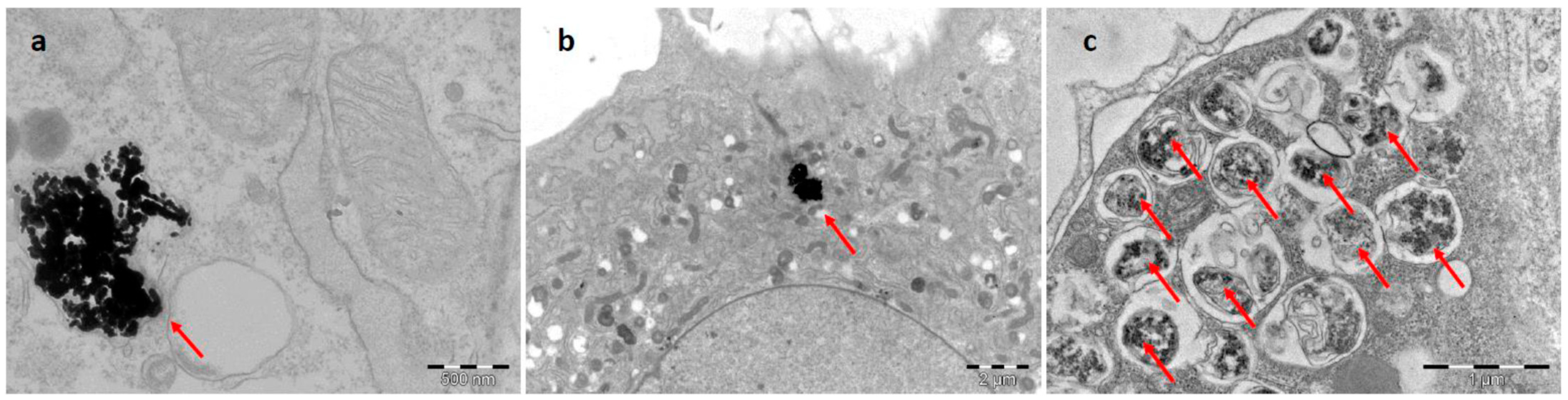 Toxics 11 00253 g001
