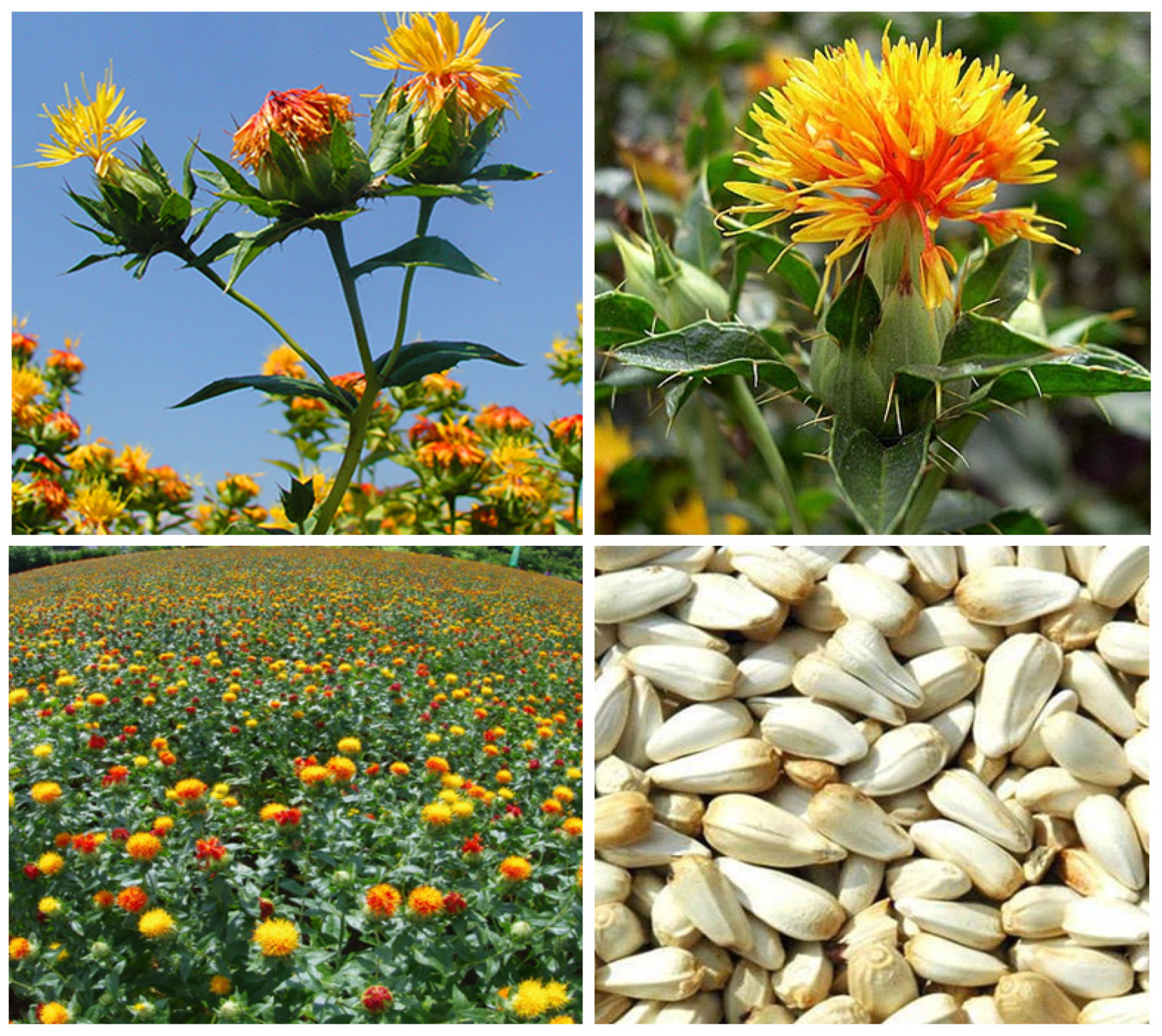 Toxics 11 00255 g001 Toxics 11 00255 g001