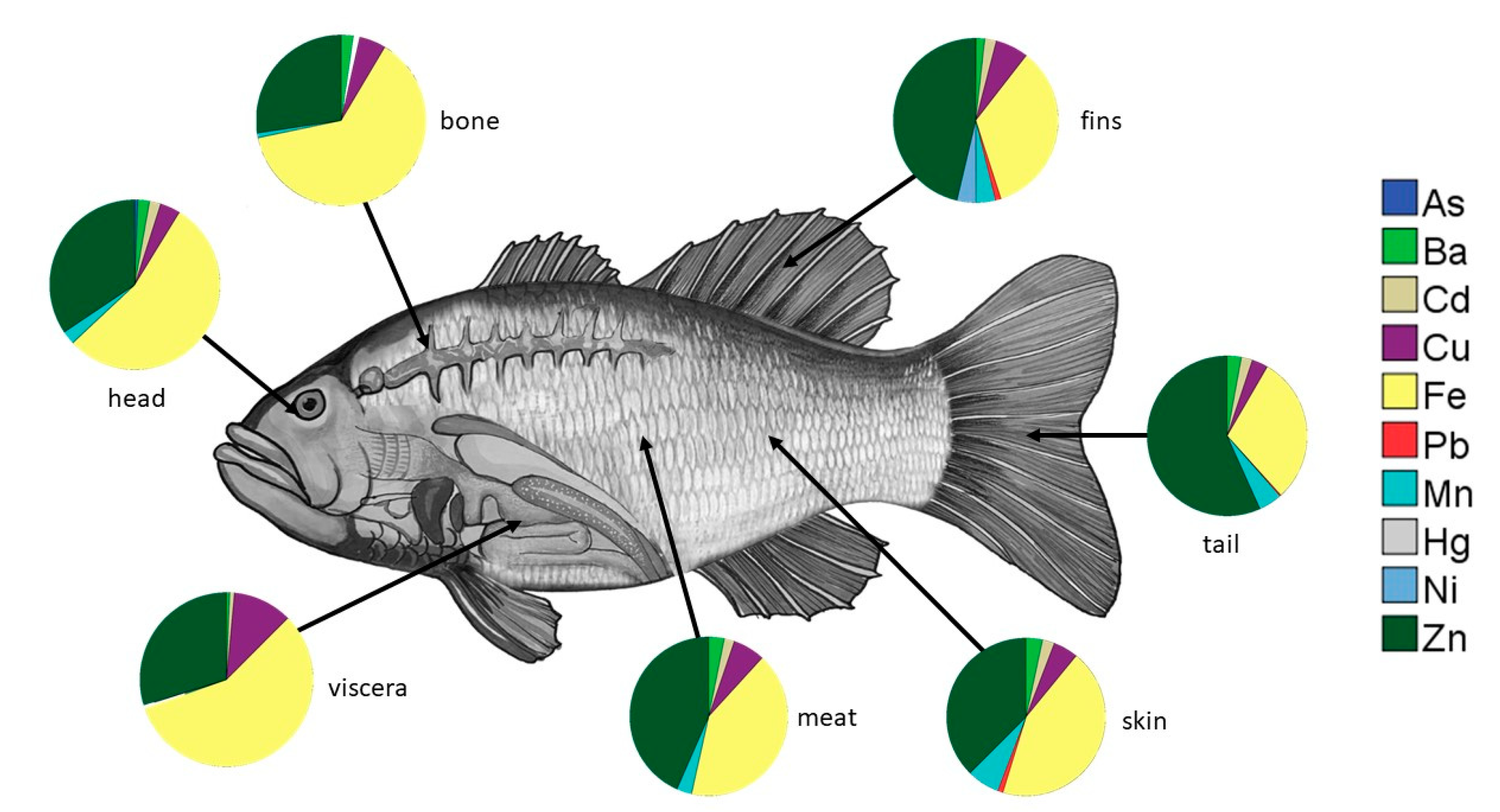 Detection Of Heavy Metals Their Distribution In Tilapia Spp And detection-of-heavy-metals-their-distribution-in-tilapia-spp-and